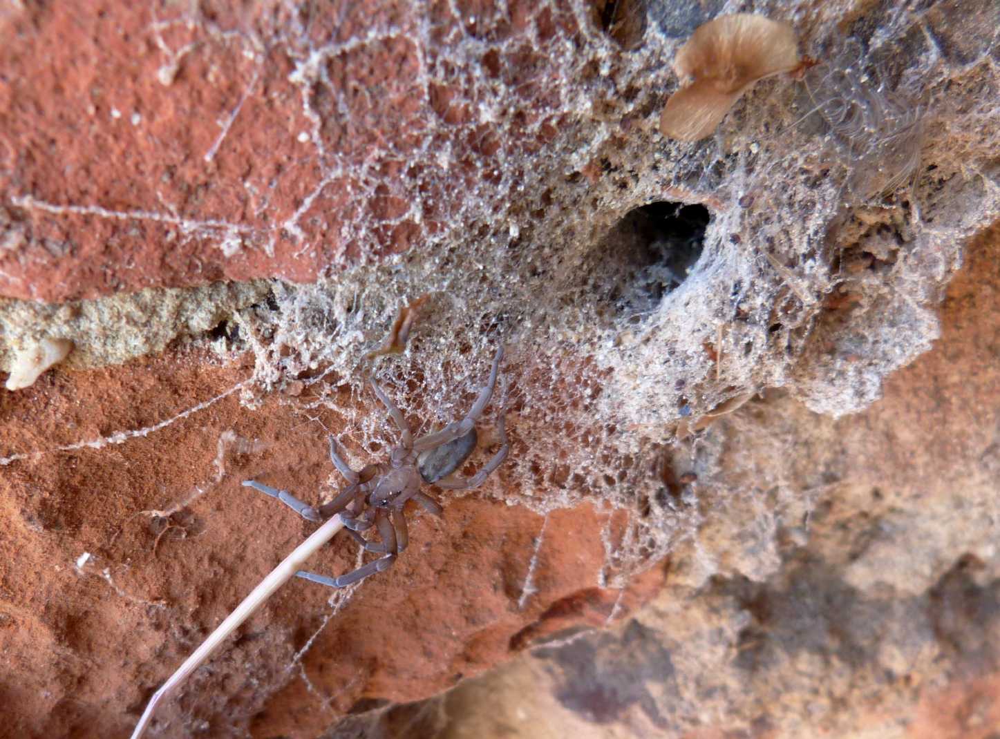 Come cavare il ragno dal buco (Filistata insidiatrix)